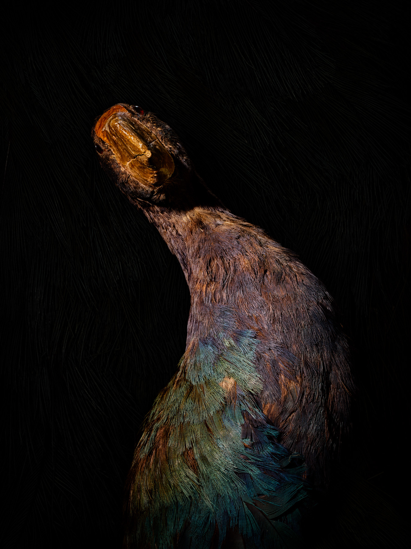 Ikarus No. 12, fine art photograph by Florian W. Mueller