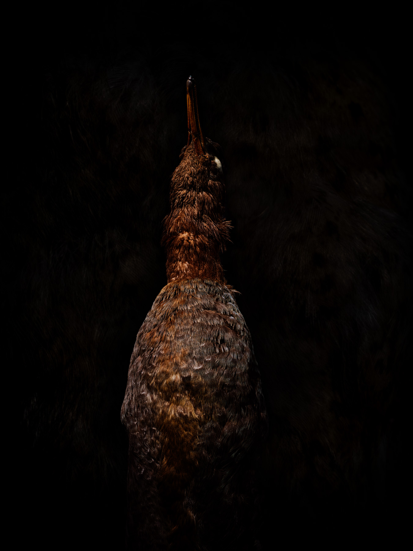 Ikarus No. 18, fine art photograph by Florian W. Mueller