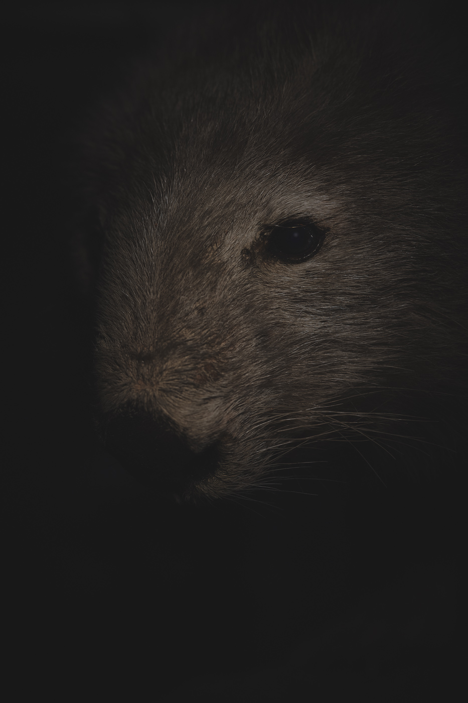 Anima No. 11, fine art photograph by Florian W. Mueller