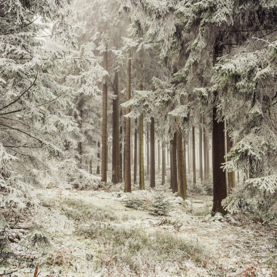 Eifel, winter forest, landscape photography by photographer Florian W. Mueller