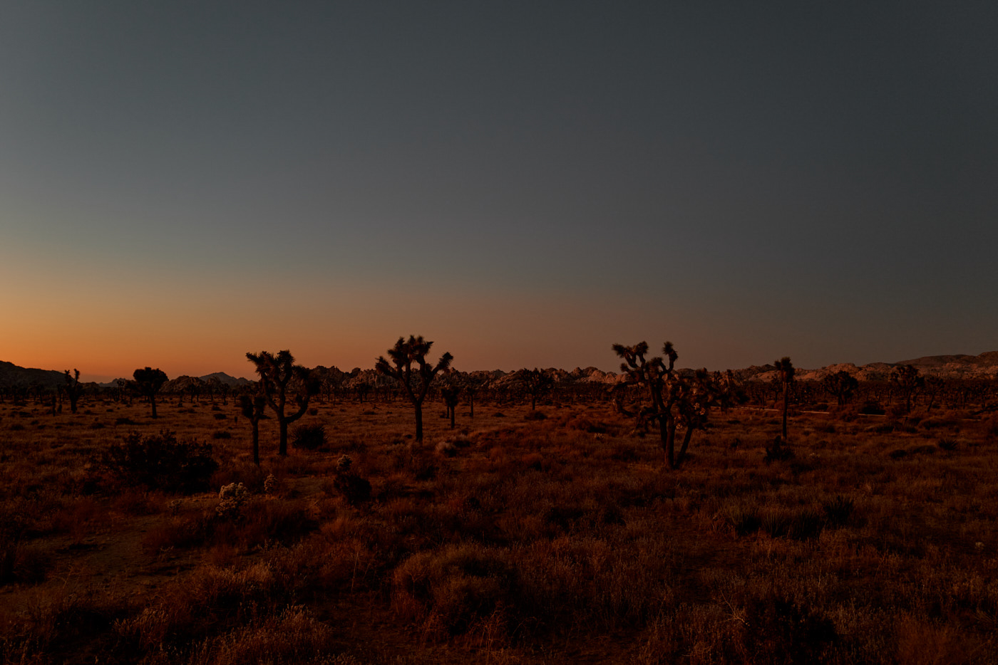 California Dreaming Joshua No. 1, fine art photograph by Florian W. Mueller