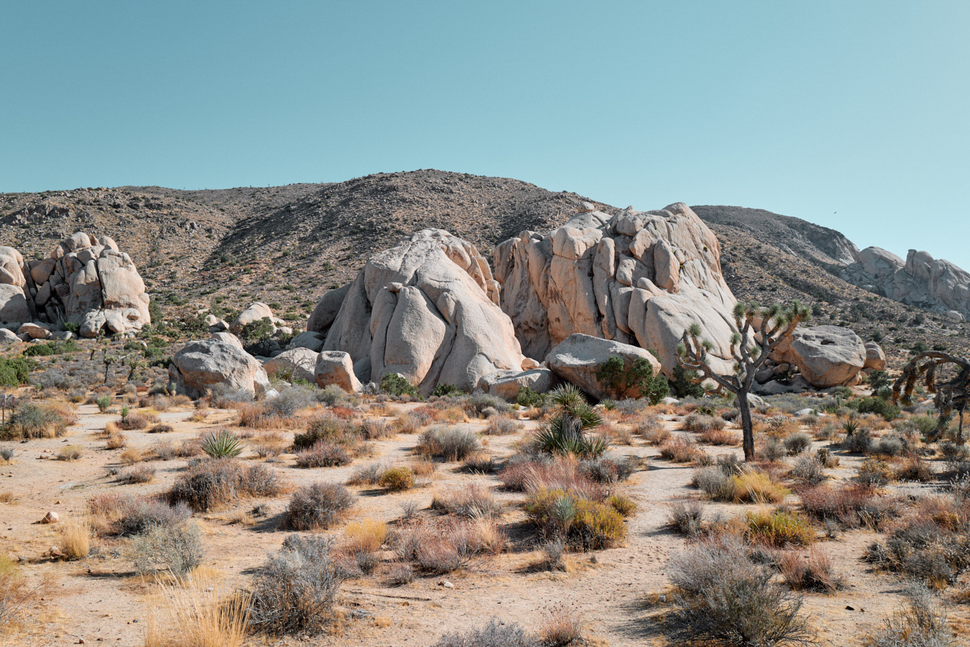 California Dreaming Joshua No. 3, fine art photograph by Florian W. Mueller