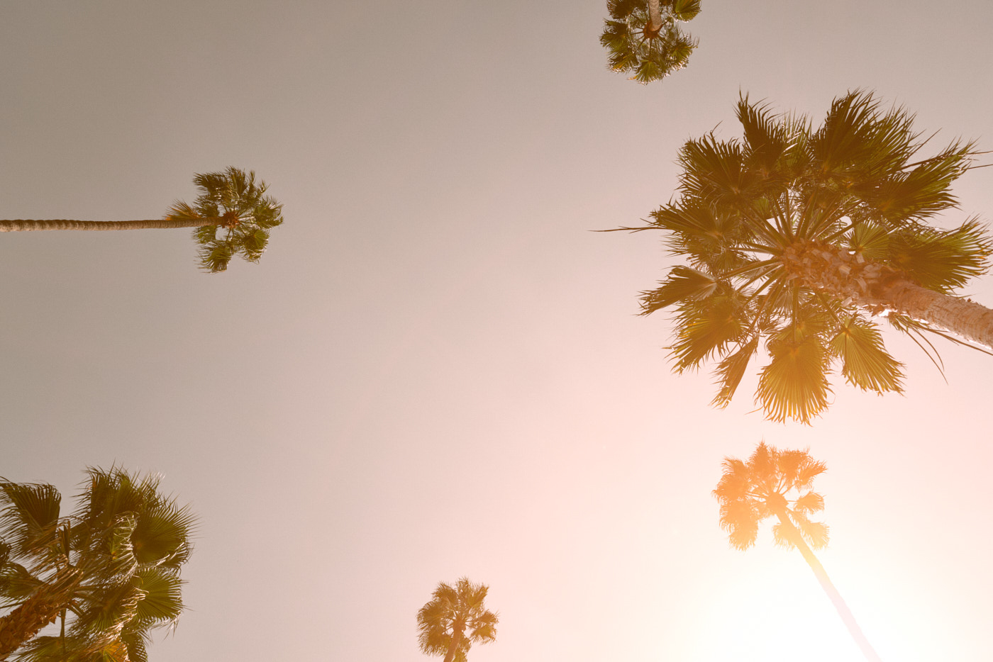 California Dreaming Venice Palms No. 3, fine art photograph by Florian W. Mueller